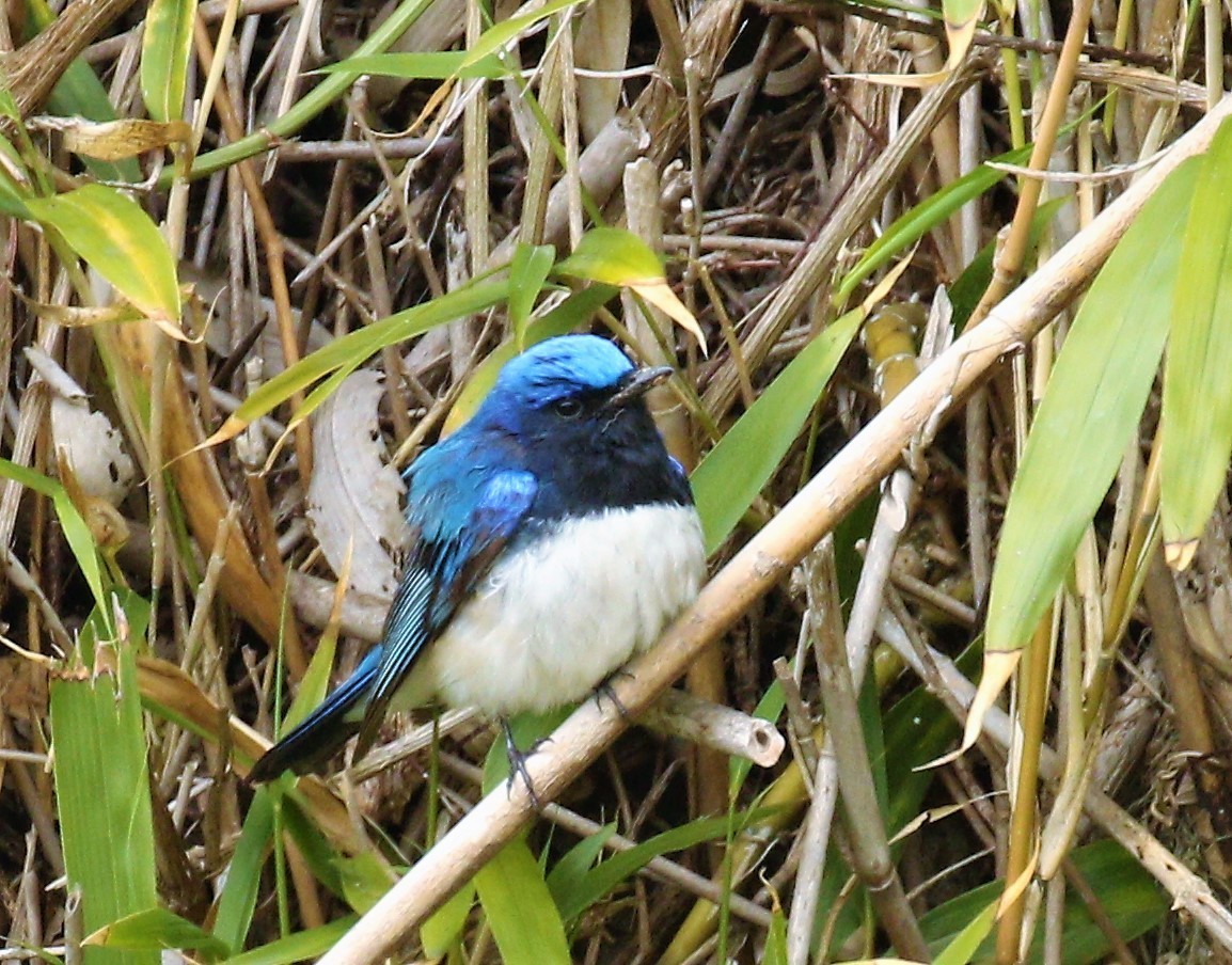 Blue-and-white Flycatcher - Todd Hull