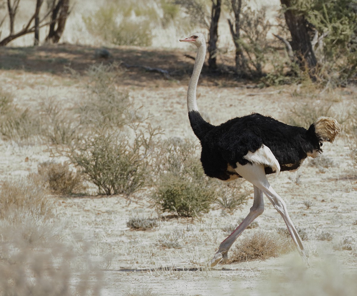 Common Ostrich - Dave Curtis