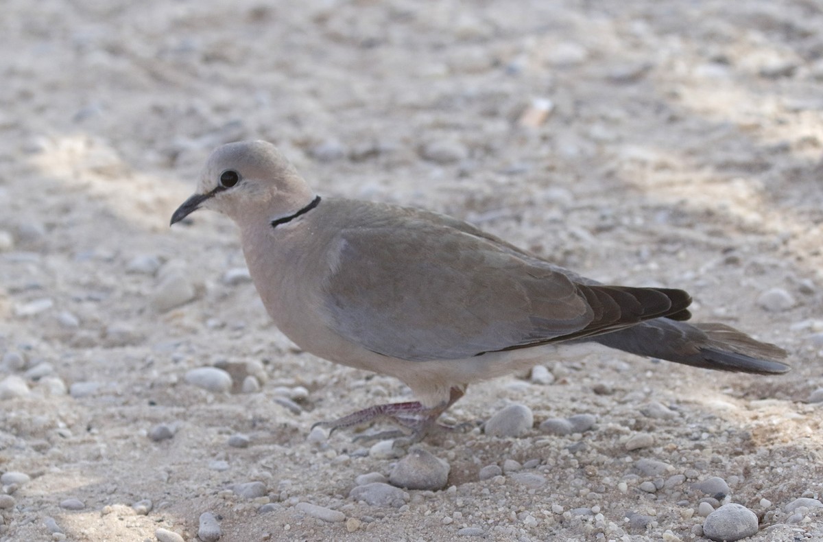 Ring-necked Dove - Dave Curtis
