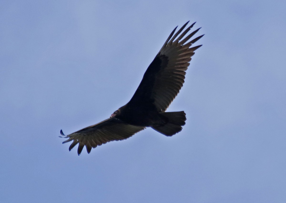 Turkey Vulture - Eary Warren