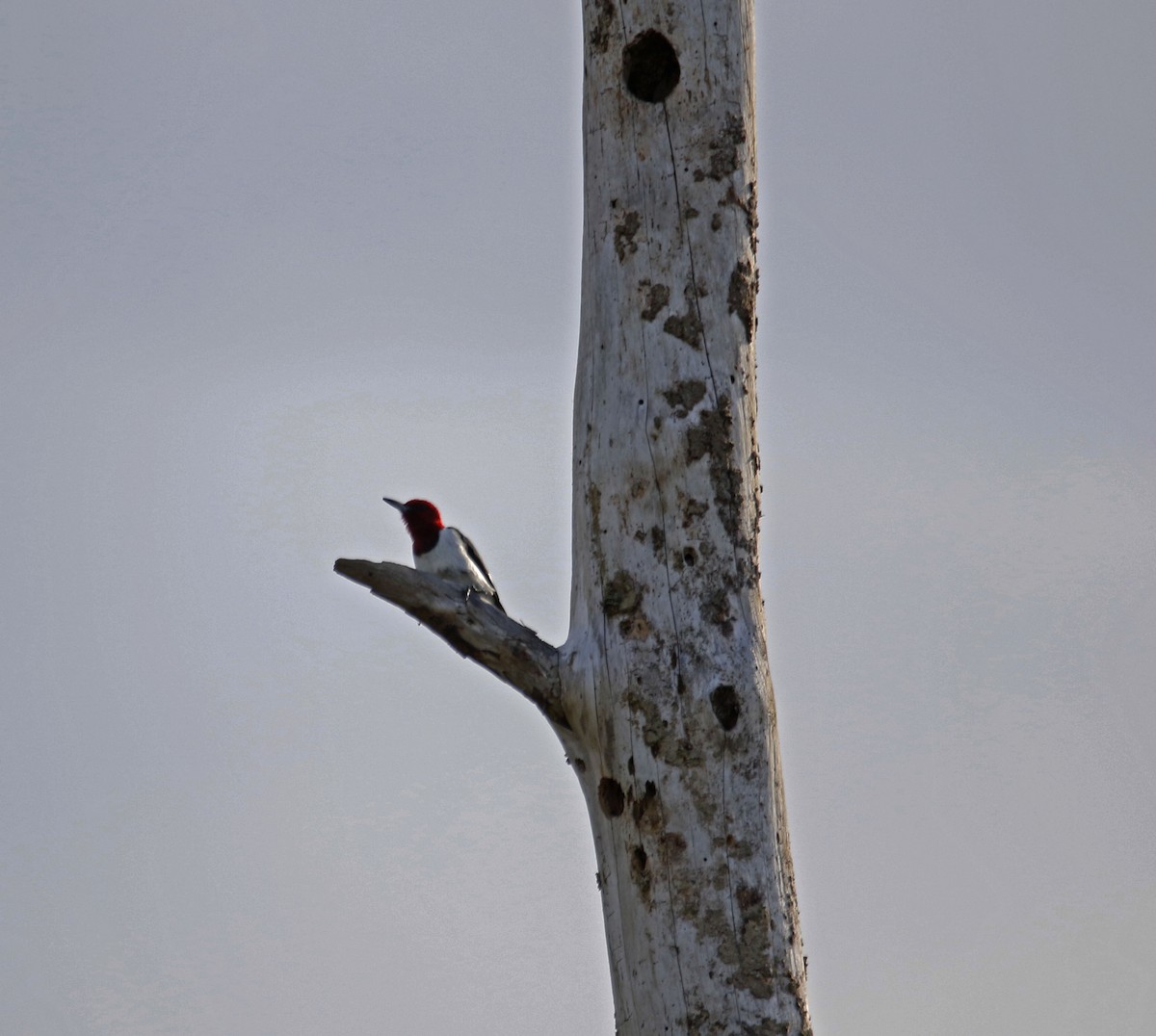 Red-headed Woodpecker - ML124723131