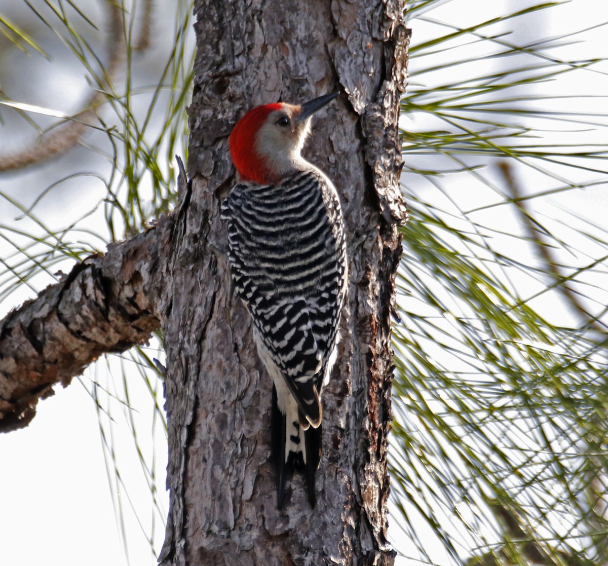 Red-bellied Woodpecker - ML124723151