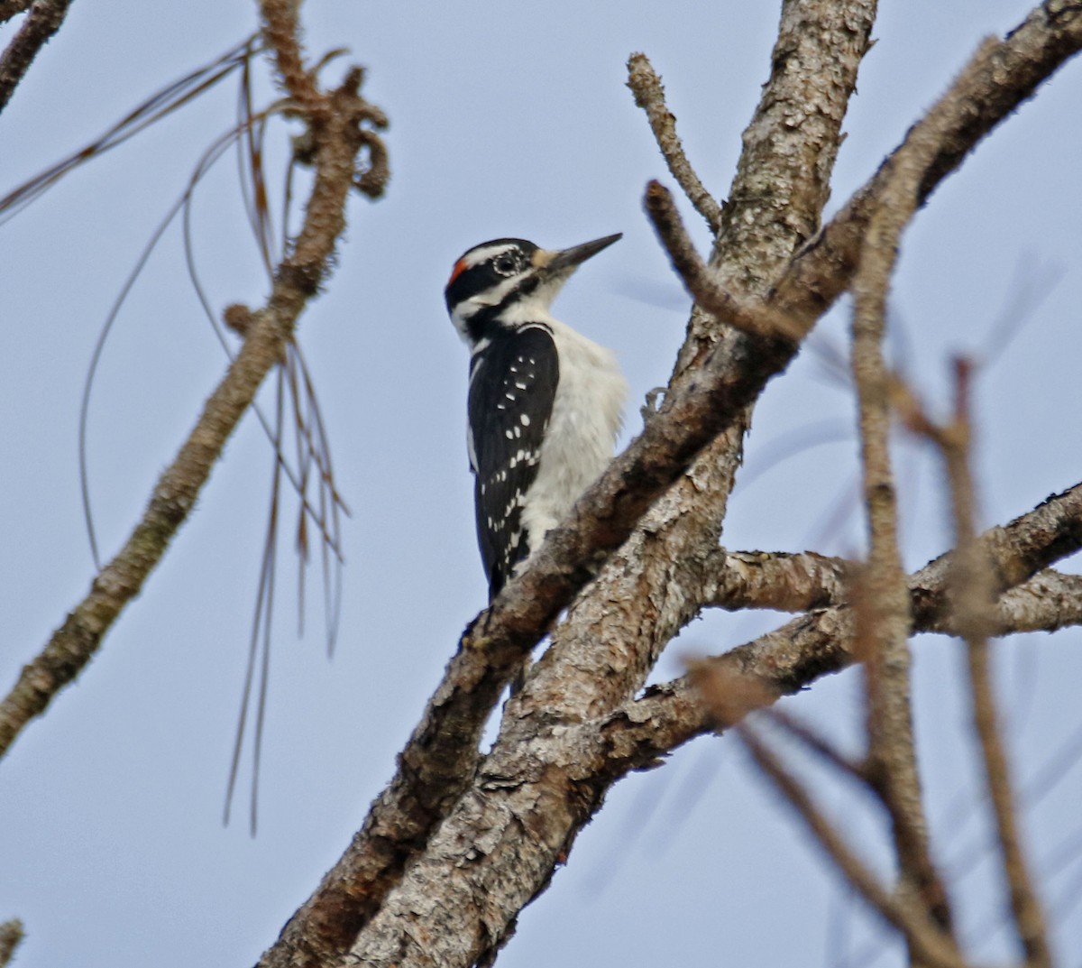 Hairy Woodpecker - ML124723231