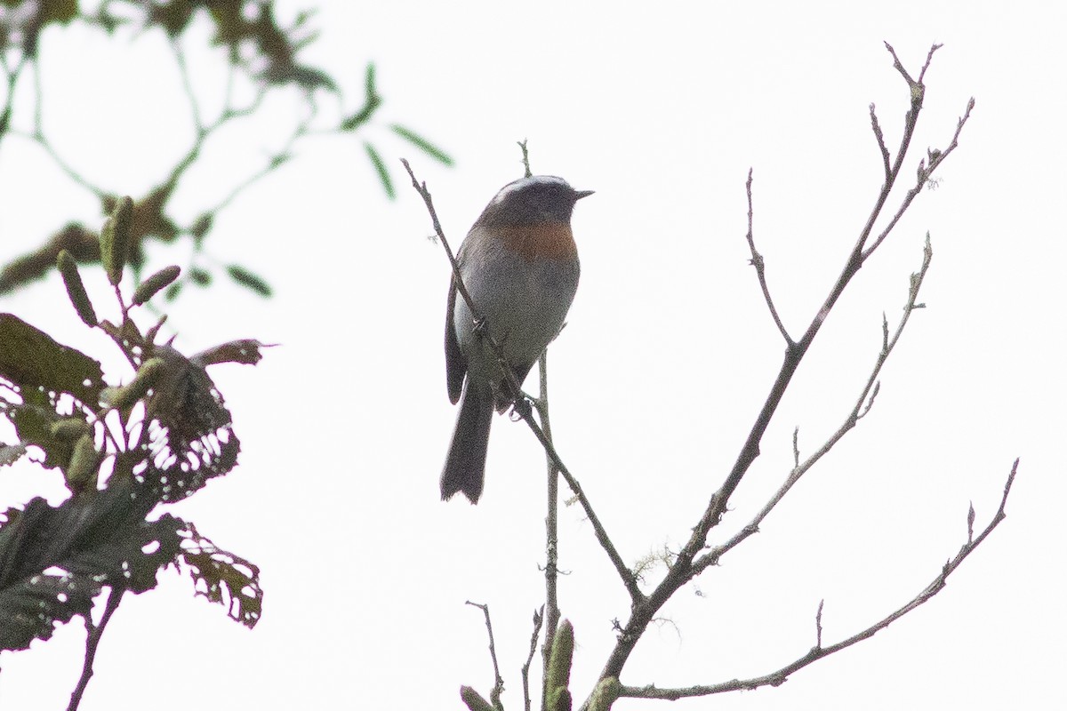 Rufous-breasted Chat-Tyrant - ML124723241