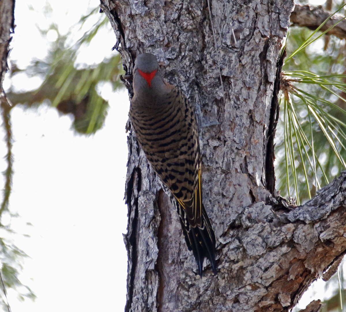 Northern Flicker (Yellow-shafted) - ML124723261