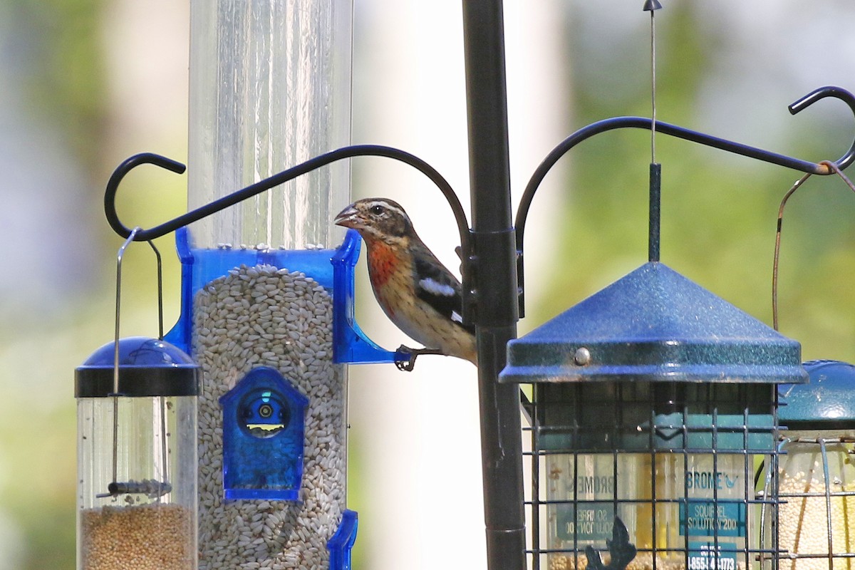 Rose-breasted Grosbeak - ML124725941