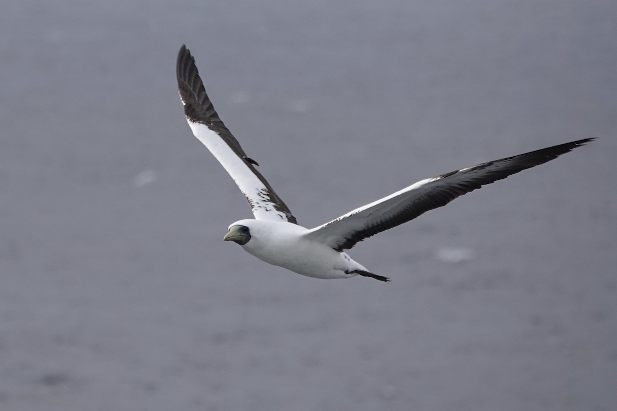 Masked Booby - Kathryn Young