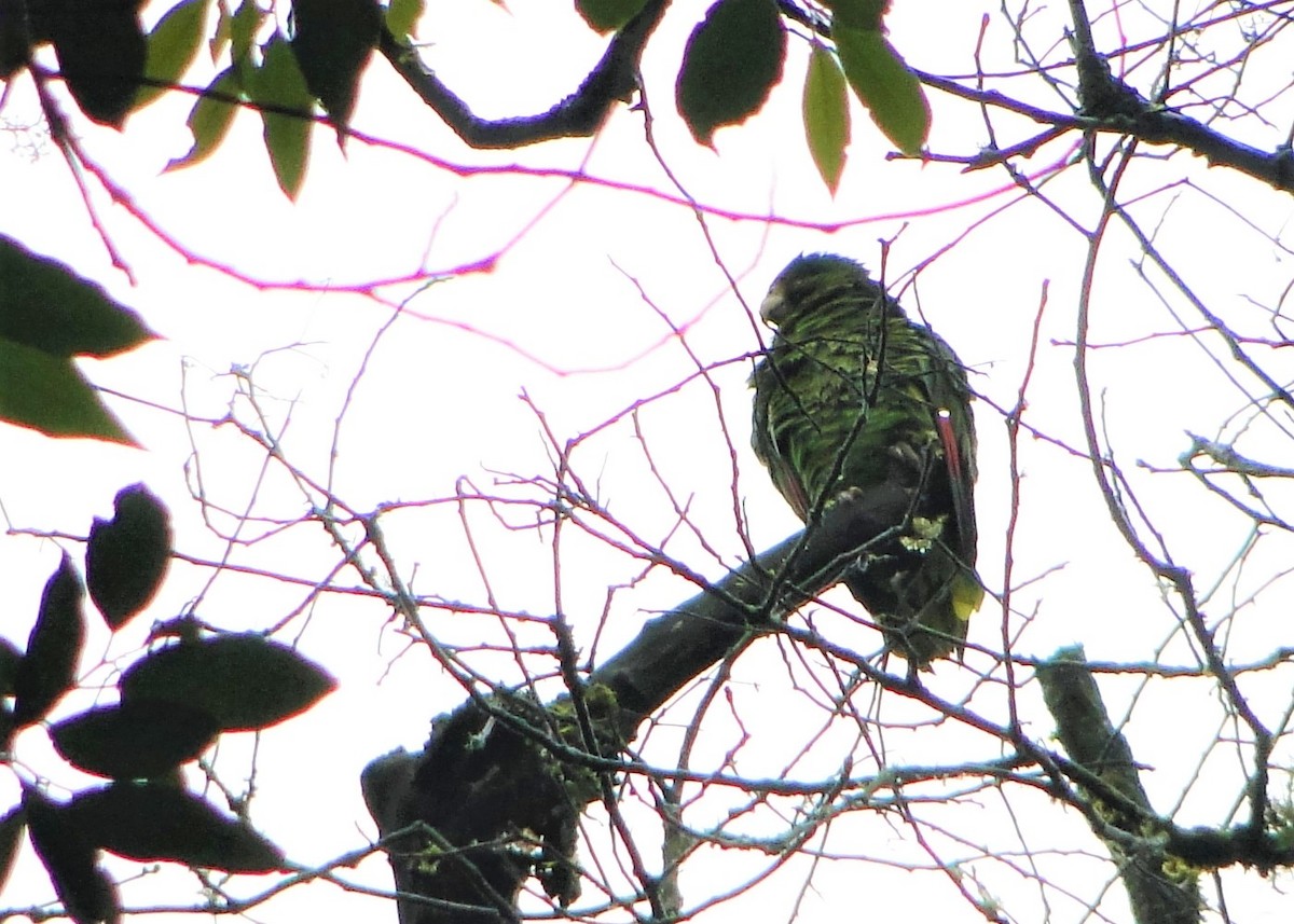 Tucuman Parrot - ML124727351