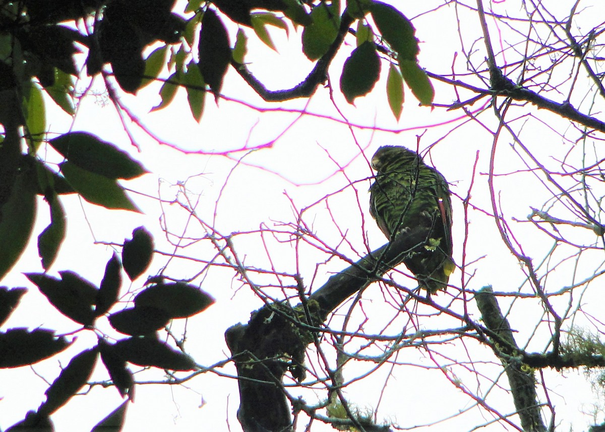 Tucuman Parrot - ML124727361