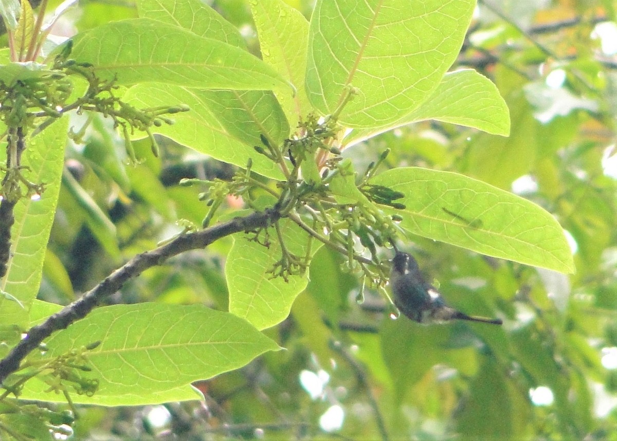 Colibri de Burmeister - ML124727391