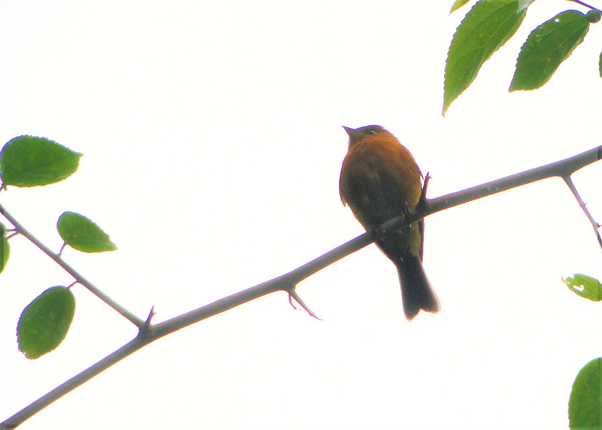 Cinnamon Flycatcher - Carlos Otávio Gussoni