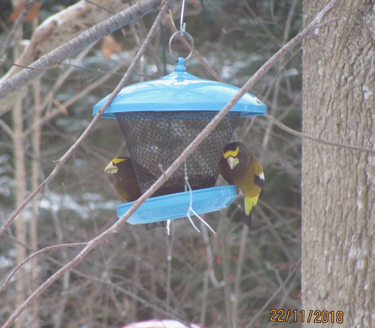 Evening Grosbeak - Tressie Dutchyn