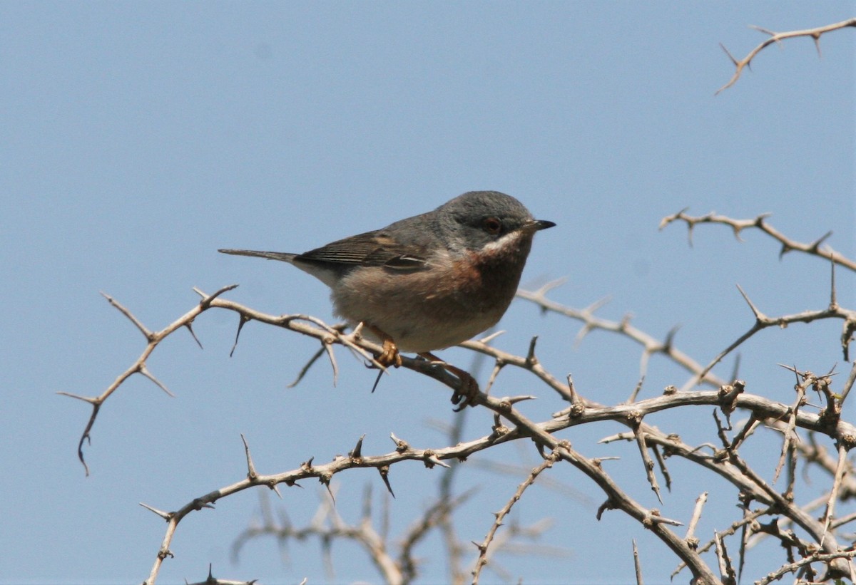 Western/Eastern Subalpine Warbler - ML124730471