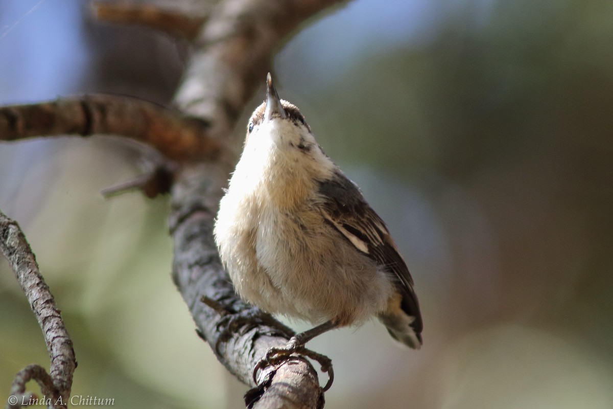 Brown-headed Nuthatch - ML124730881