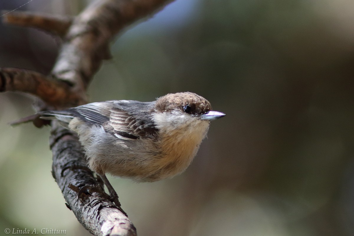 Brown-headed Nuthatch - ML124730891