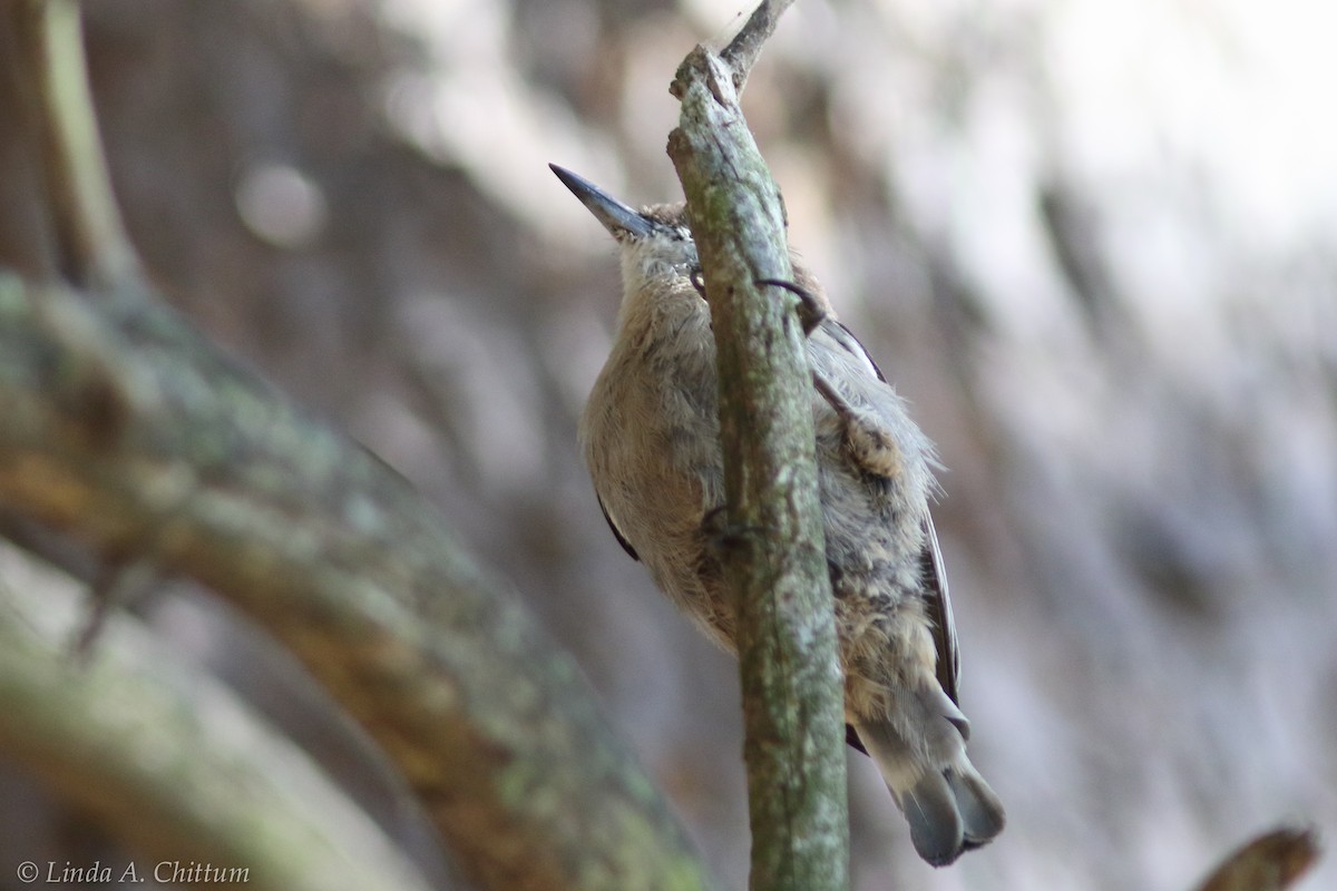 Brown-headed Nuthatch - ML124730911