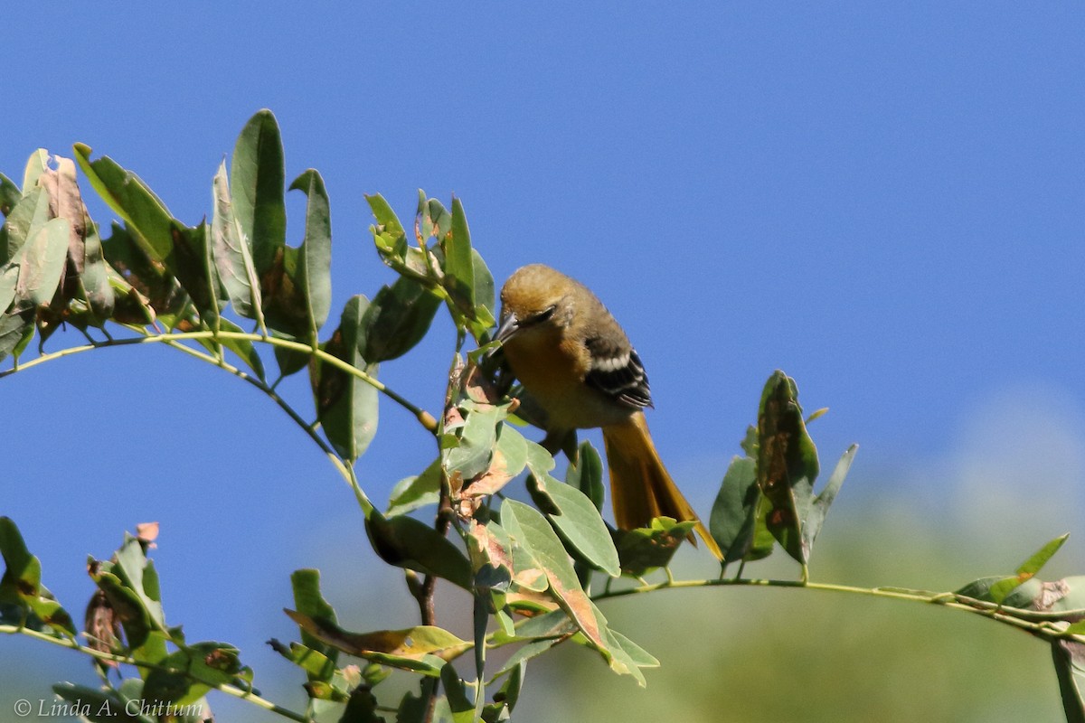 Baltimore Oriole - ML124731011