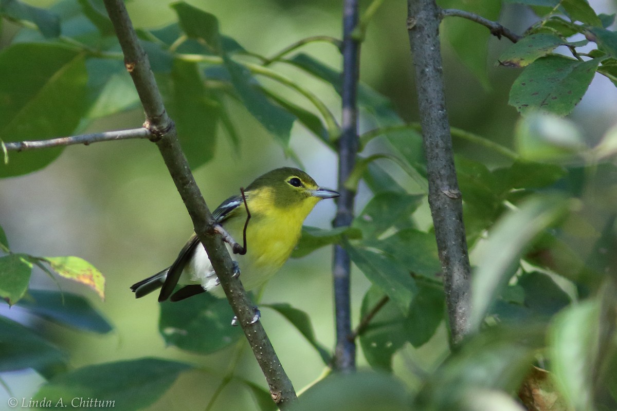 Viréo à gorge jaune - ML124731321