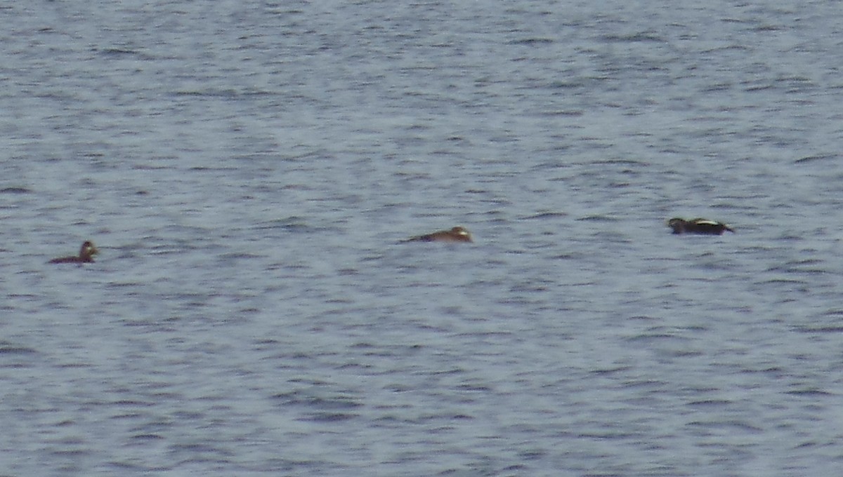 White-winged Scoter - ML124731991