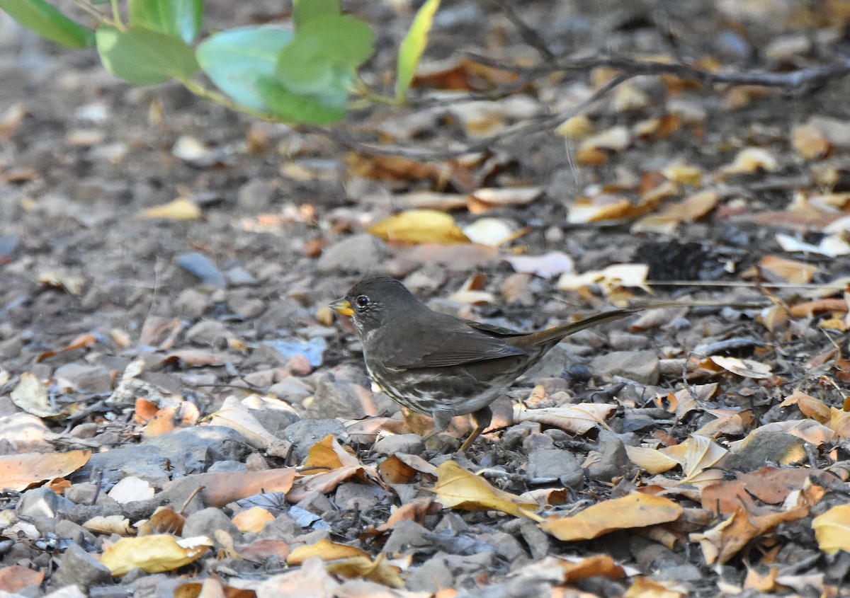 Fox Sparrow - ML124732041