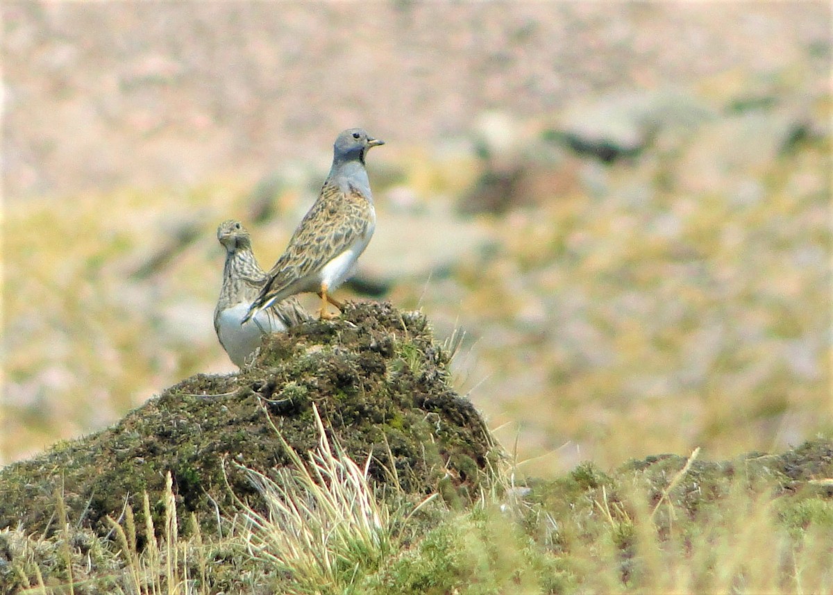 Gray-breasted Seedsnipe - ML124733141