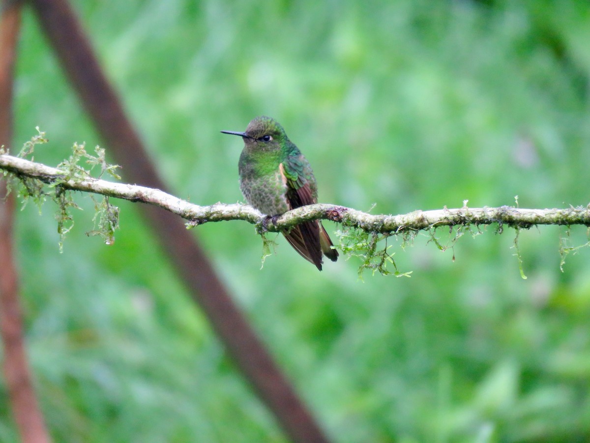 Buff-tailed Coronet - ML124733511