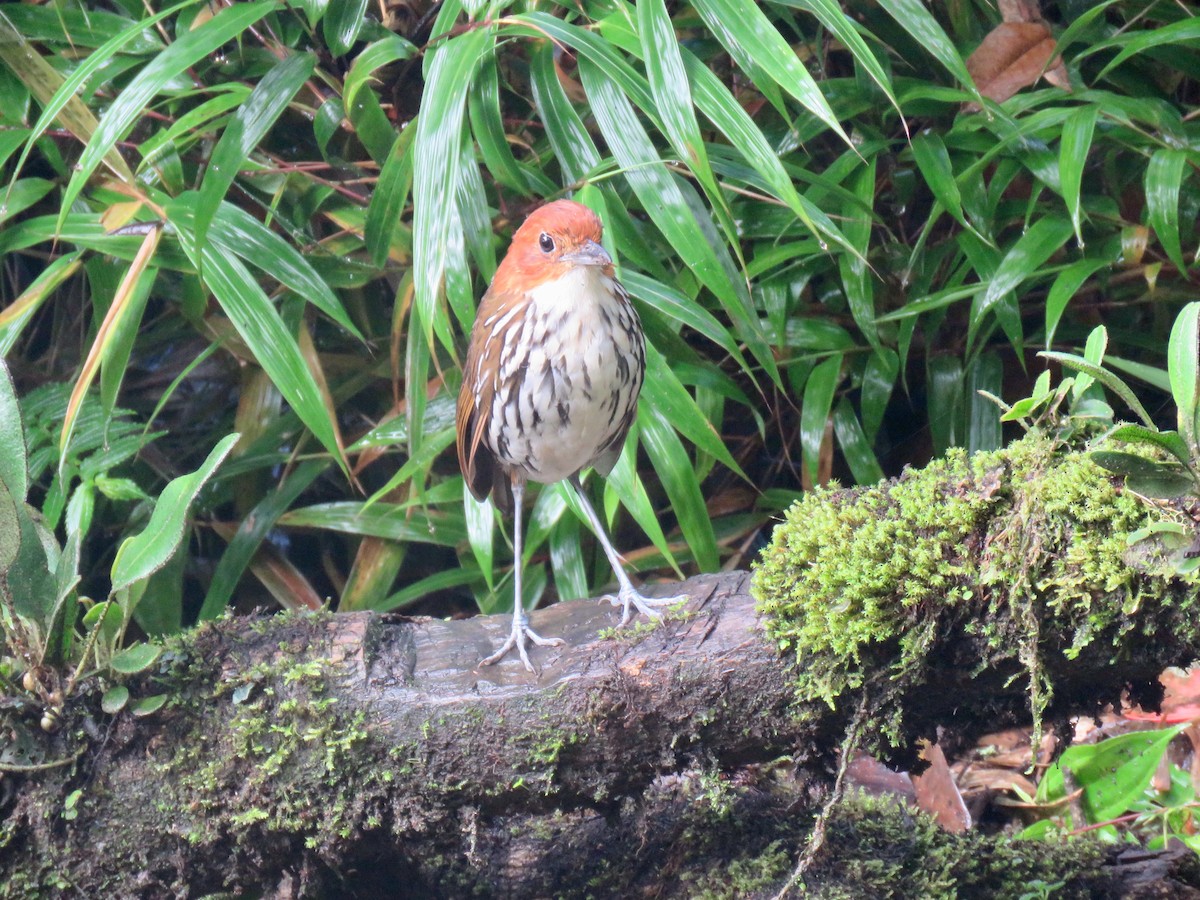 Chestnut-crowned Antpitta - ML124733861