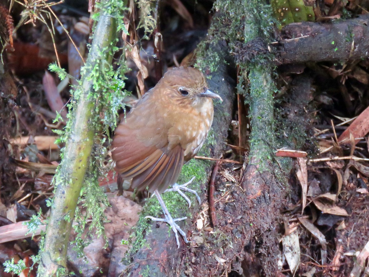 umbramaurpitta - ML124734031