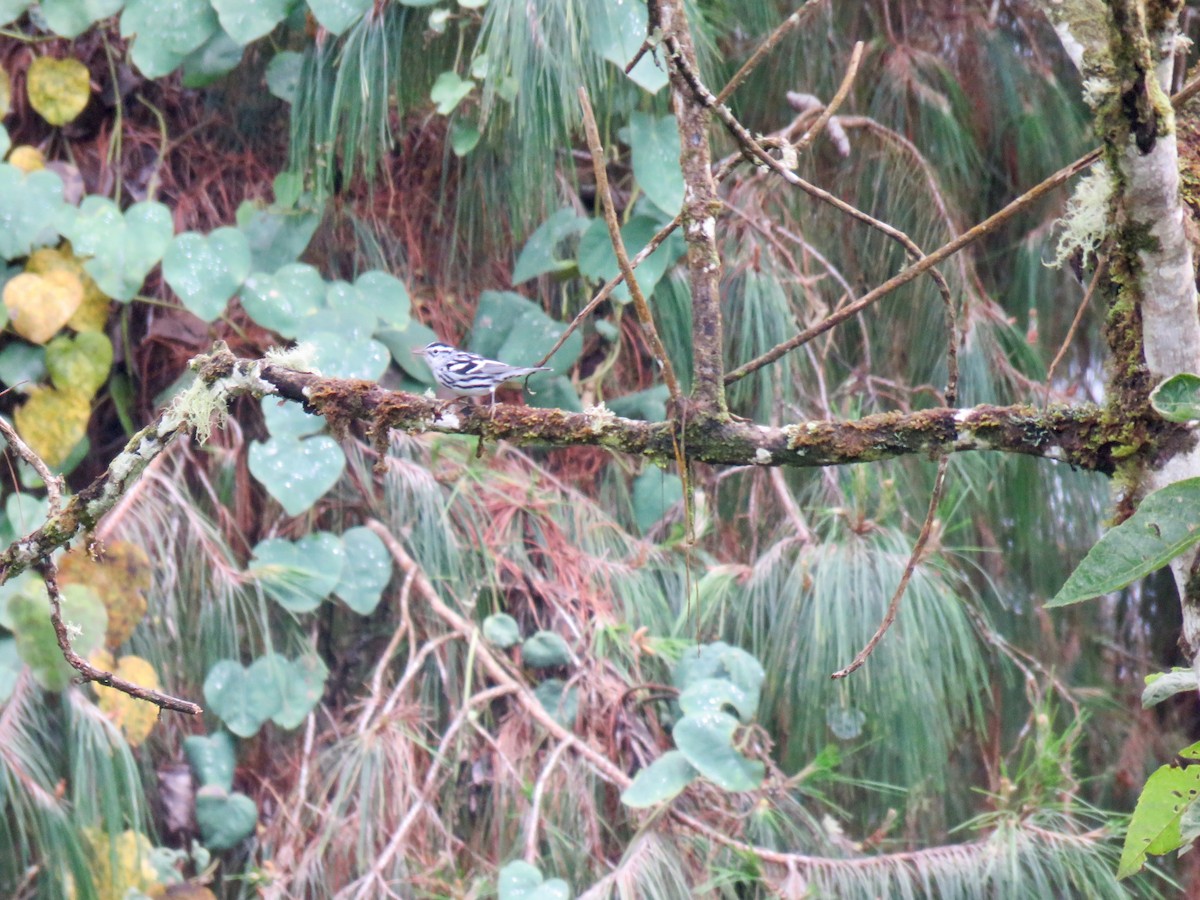 Black-and-white Warbler - ML124734201