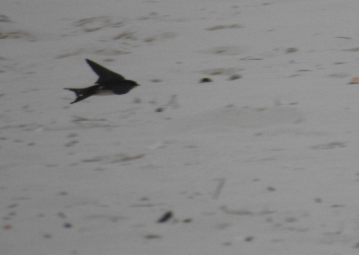 Barn Swallow - ML124735901