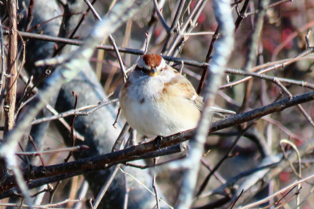 American Tree Sparrow - A. Laquidara