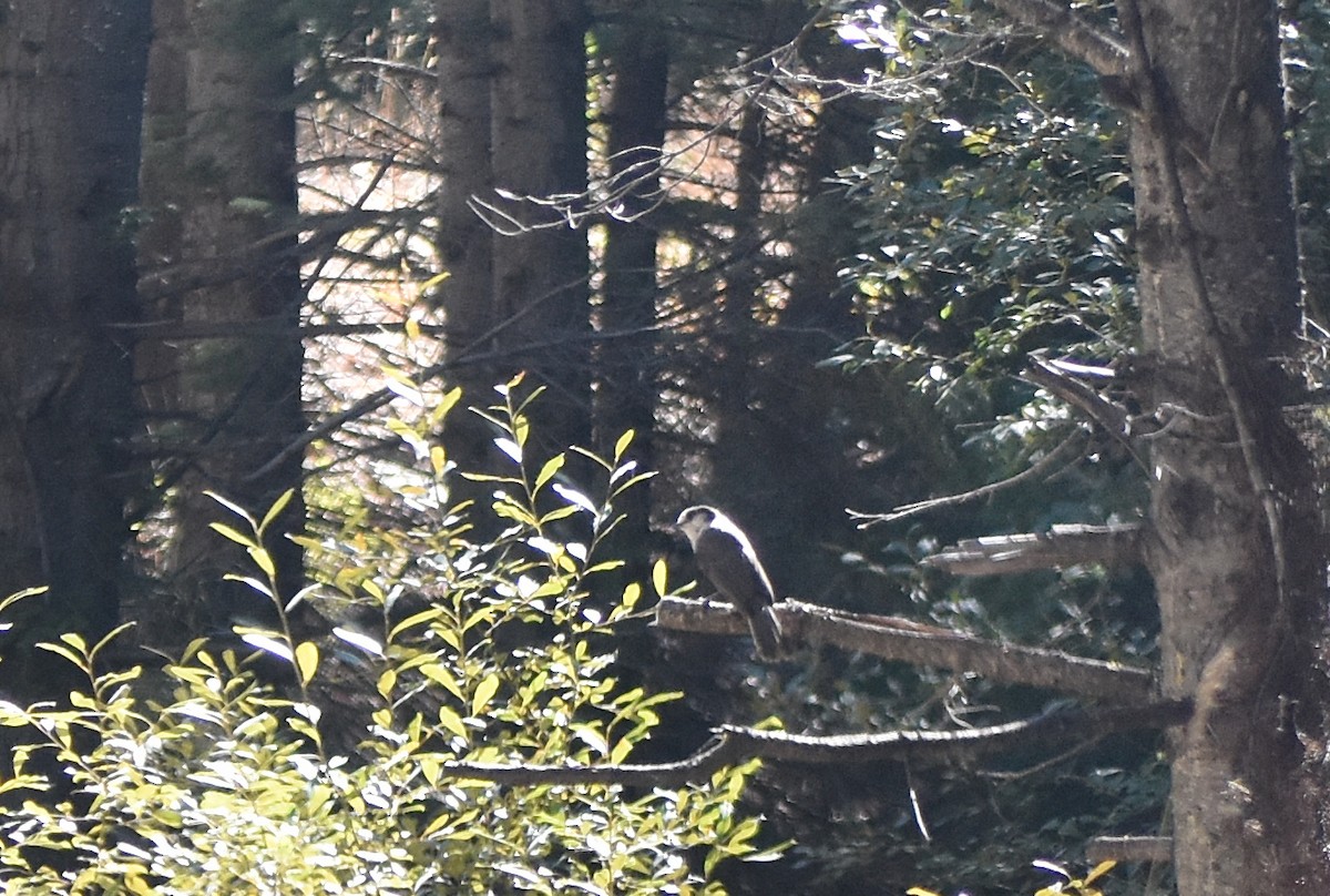 Canada Jay - ML124736511