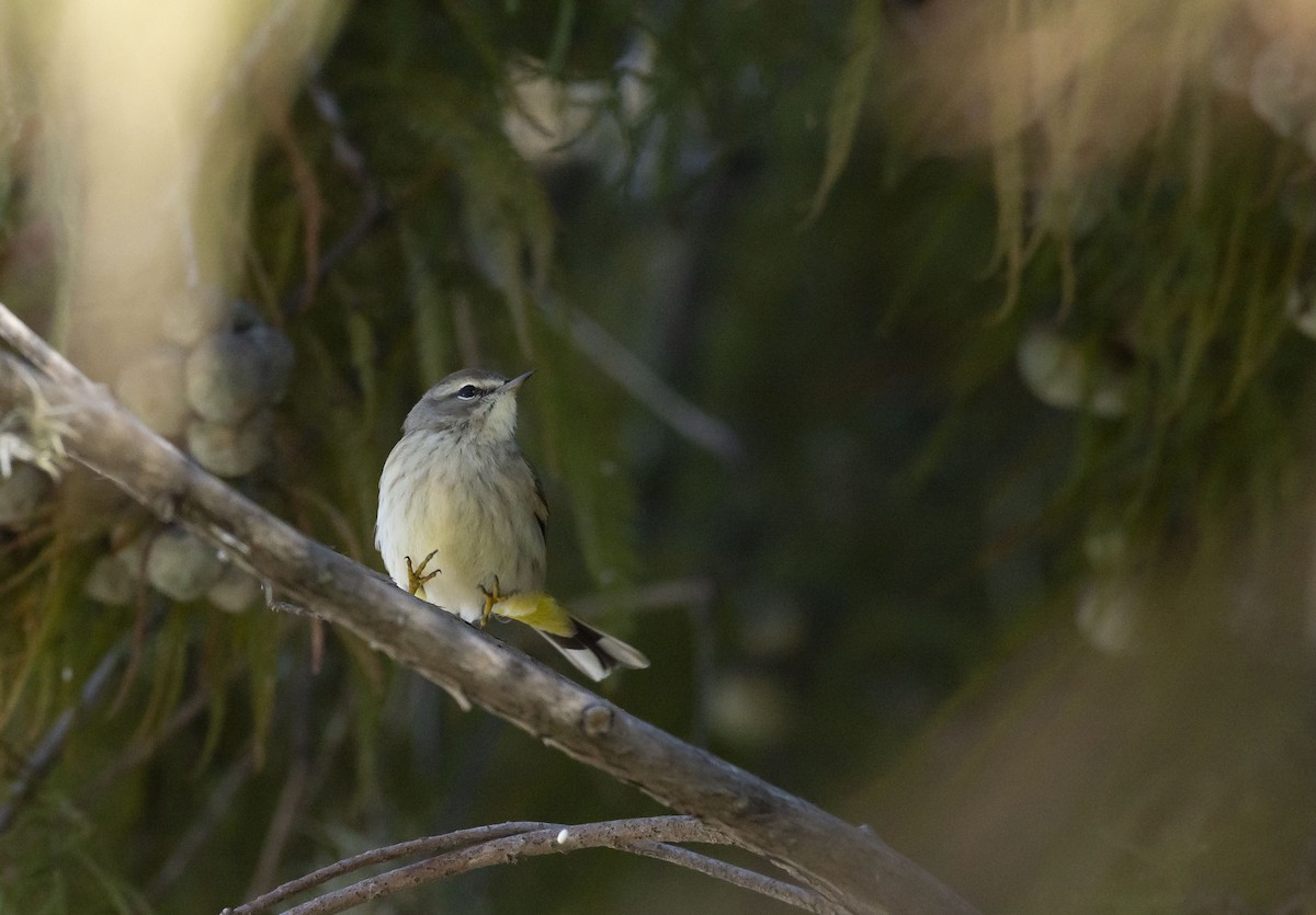 Palm Warbler (Western) - ML124737191