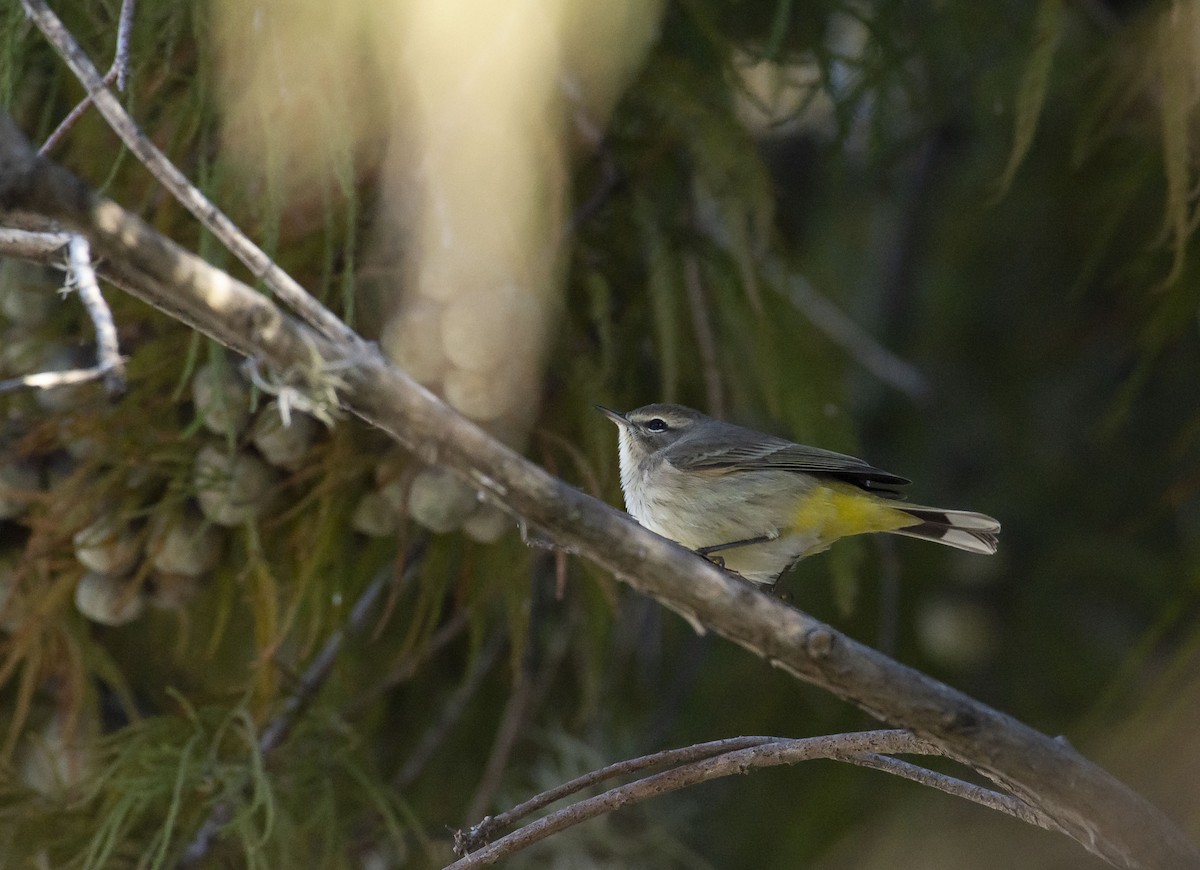 Palm Warbler (Western) - ML124737231