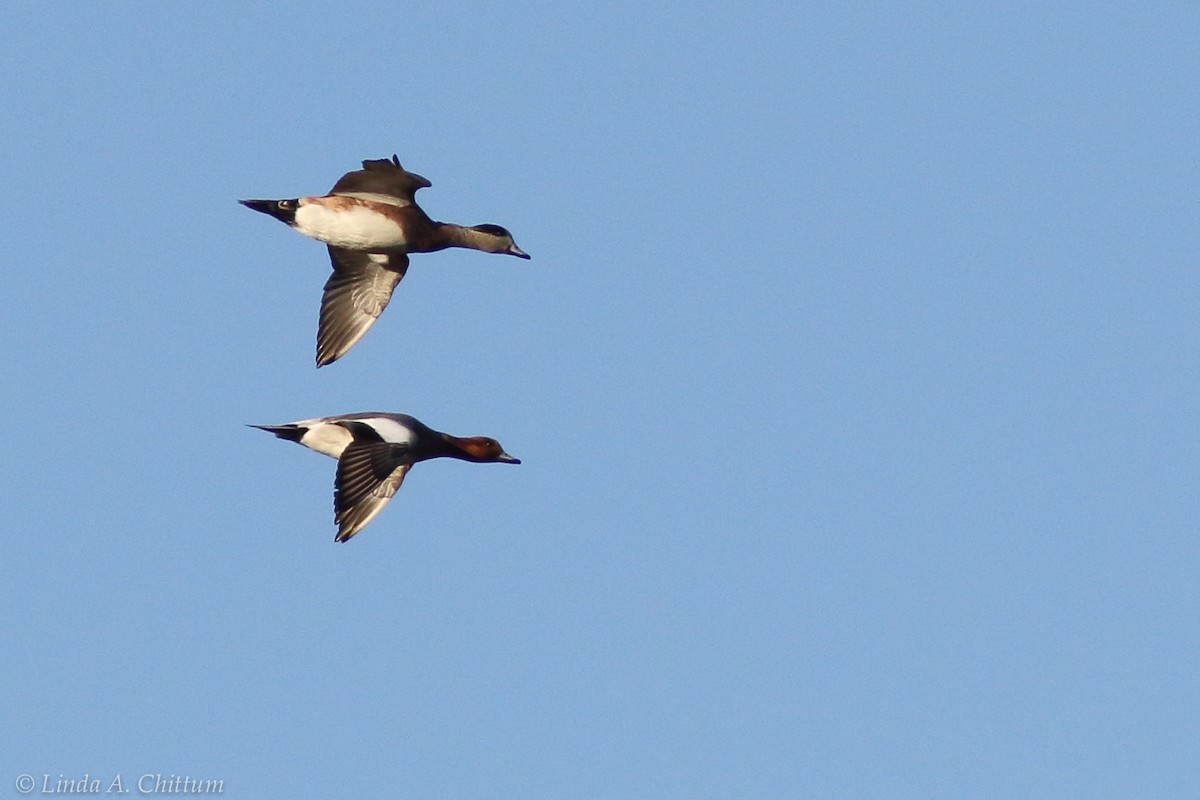 Eurasian Wigeon - ML124737581