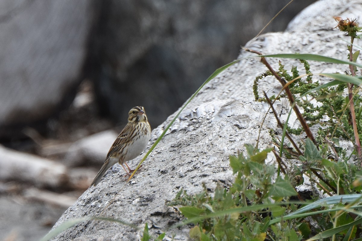 Savannah Sparrow - ML124738071