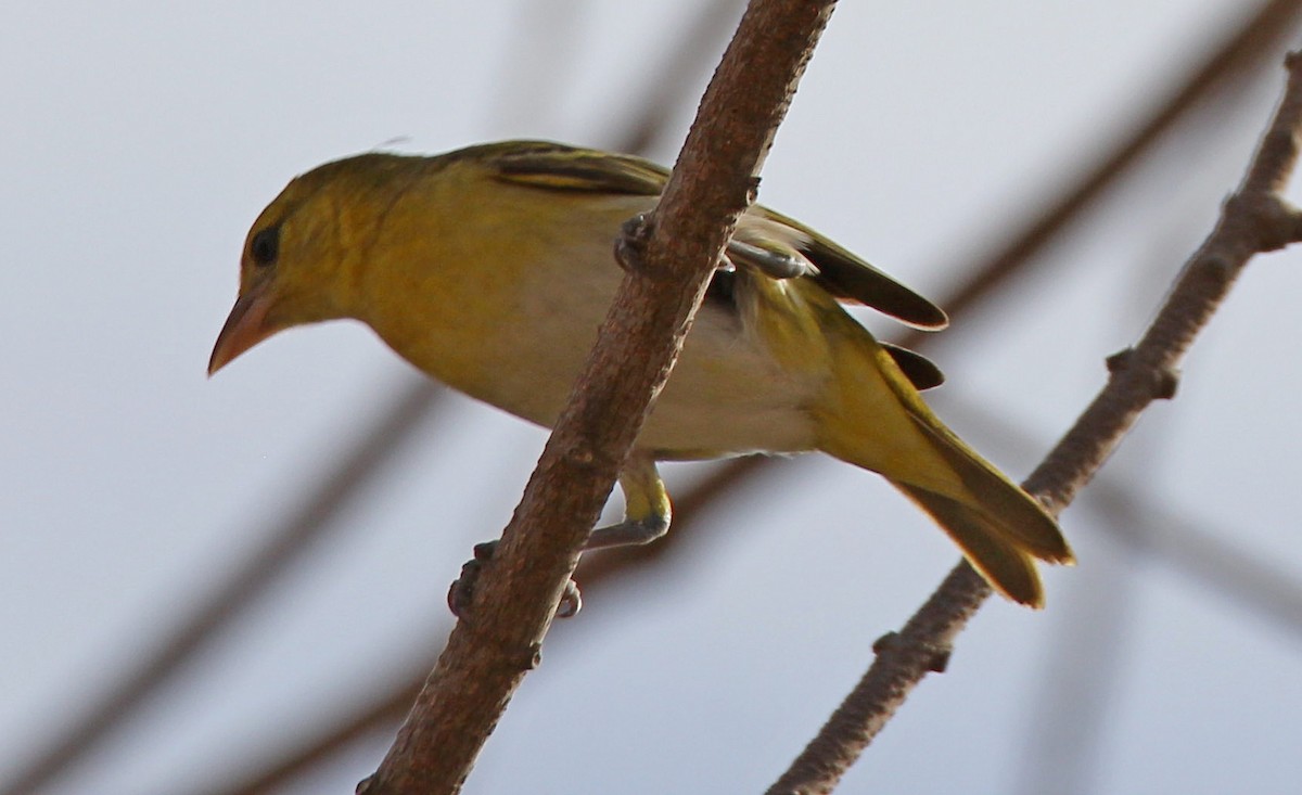 Lesser Masked-Weaver - ML124739151