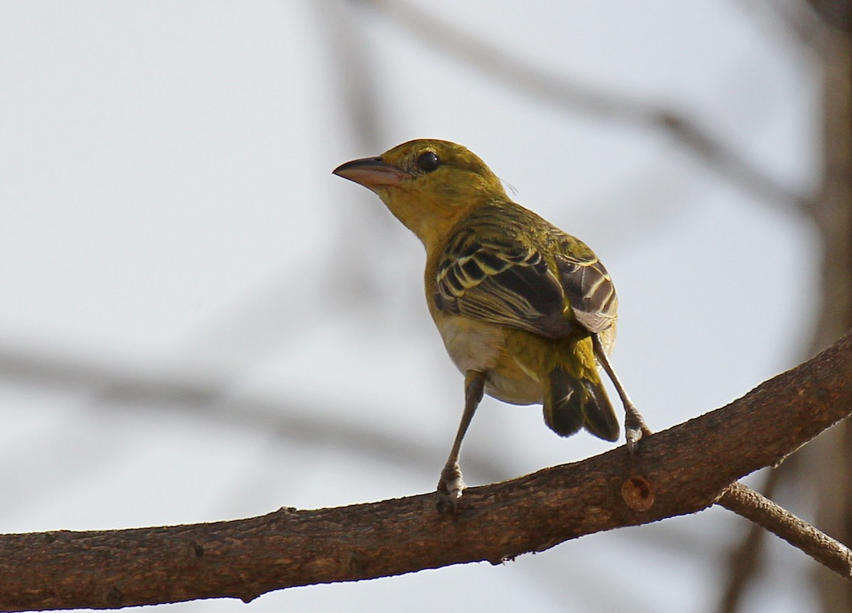 Lesser Masked-Weaver - ML124739161