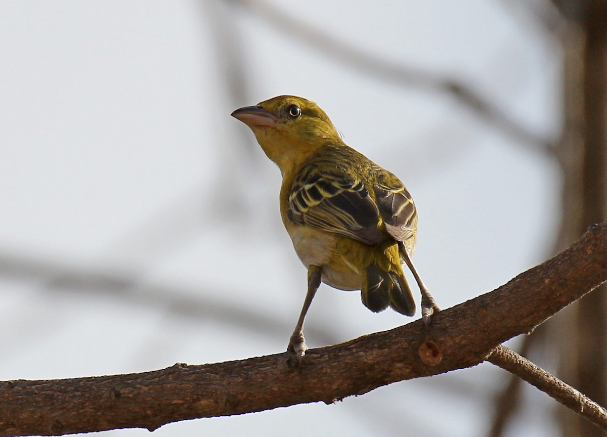 Lesser Masked-Weaver - ML124739171