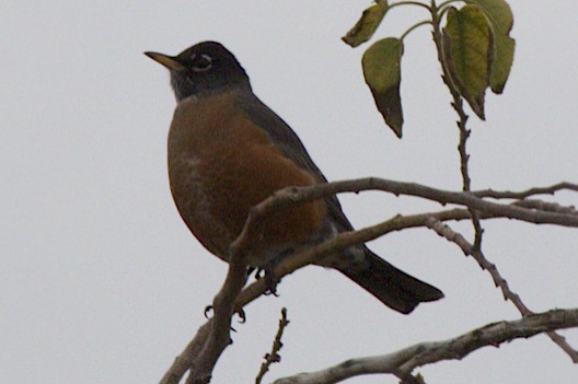 American Robin - ML124739761