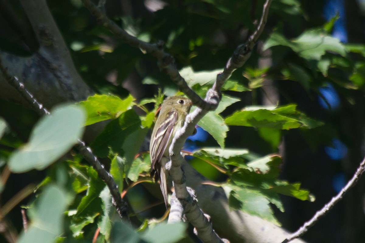 Yellow-bellied Flycatcher - Griffin Richards