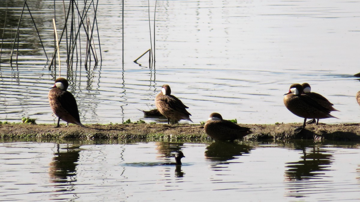 White-cheeked Pintail - Matthew Rody