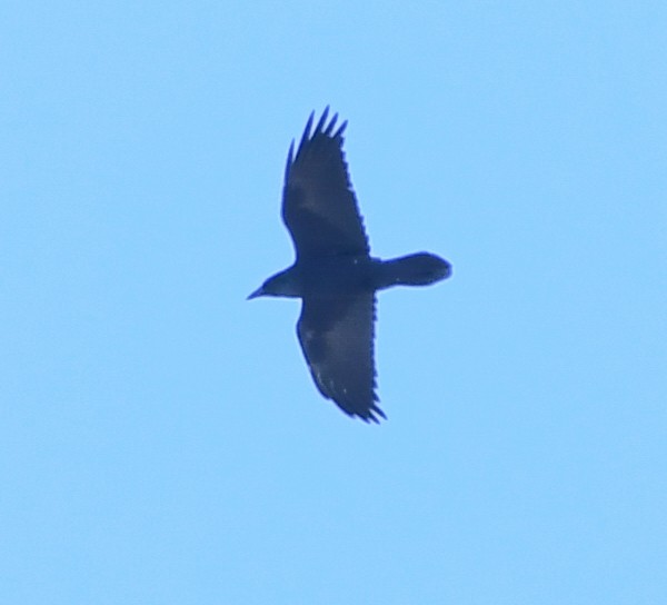 Common Raven - ML124742211