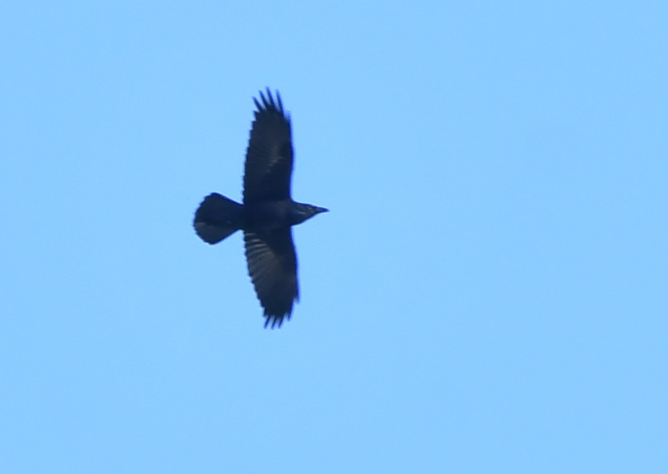 Common Raven - ML124742221