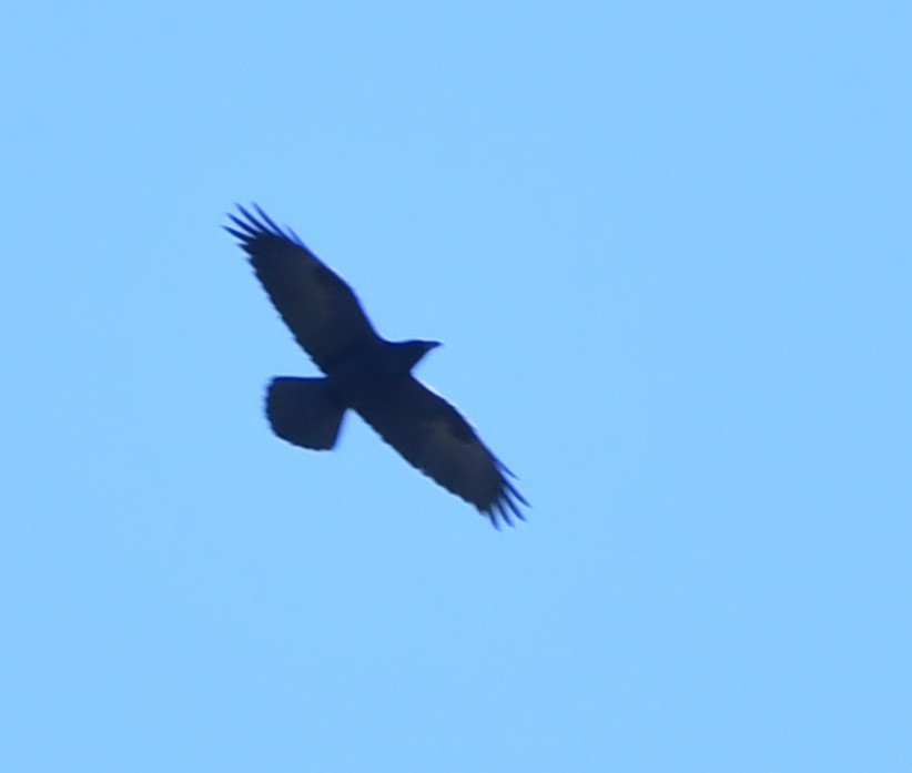 Common Raven - ML124742231