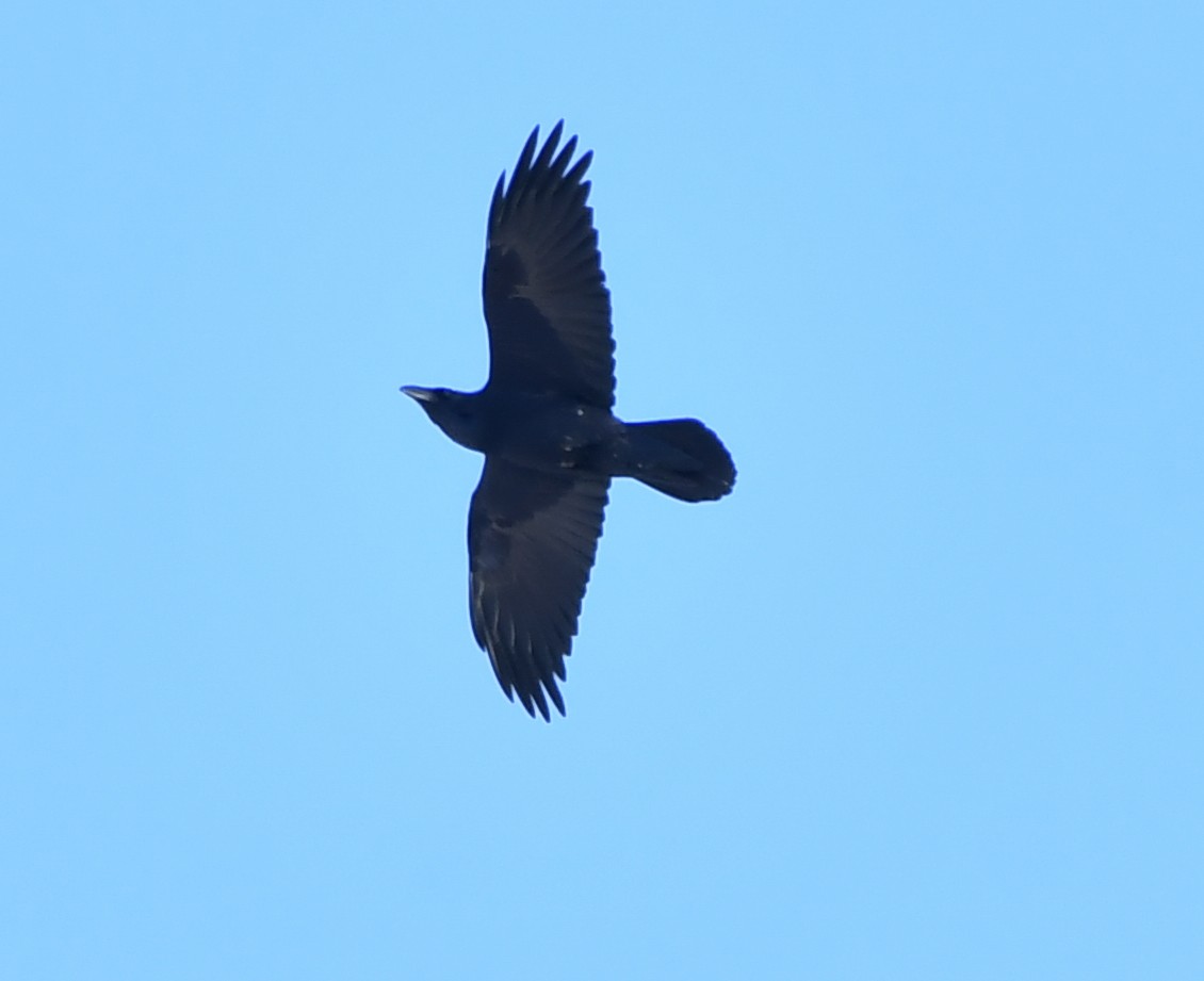 Common Raven - ML124742241