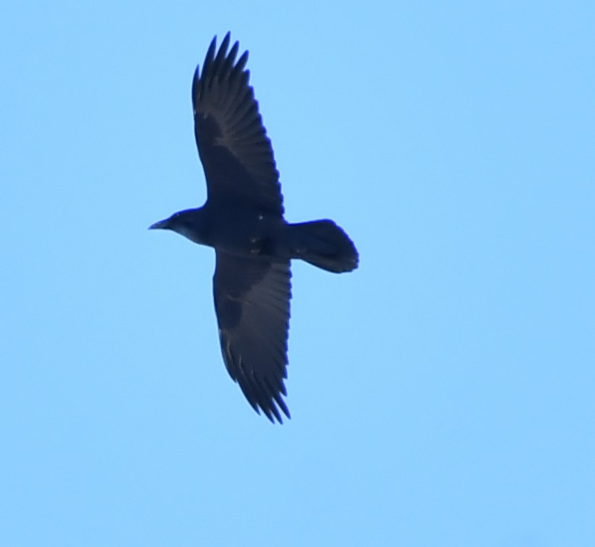 Common Raven - ML124742251
