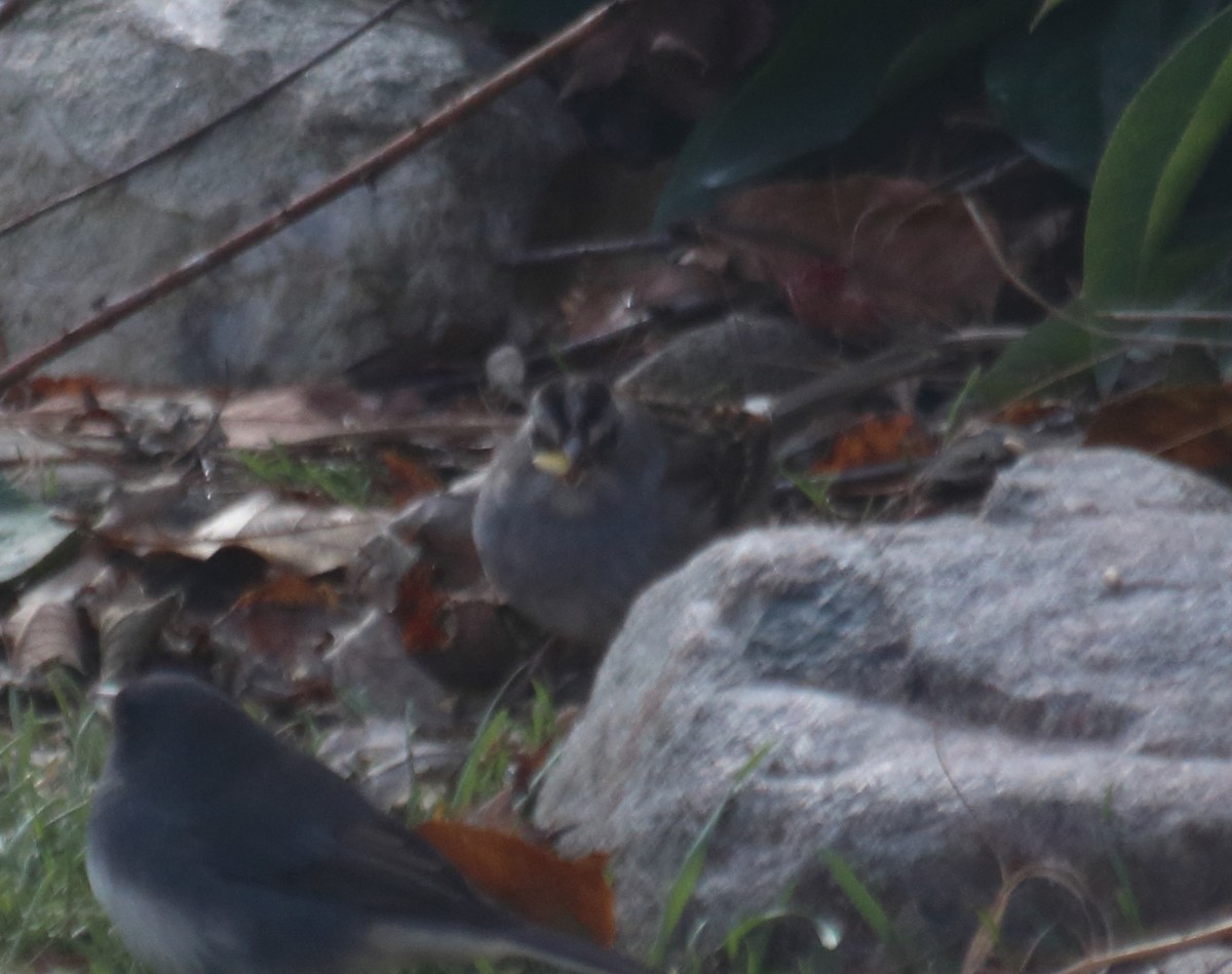 White-crowned x White-throated Sparrow (hybrid) - ML124742271