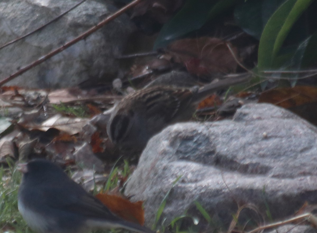 White-crowned x White-throated Sparrow (hybrid) - ML124742301