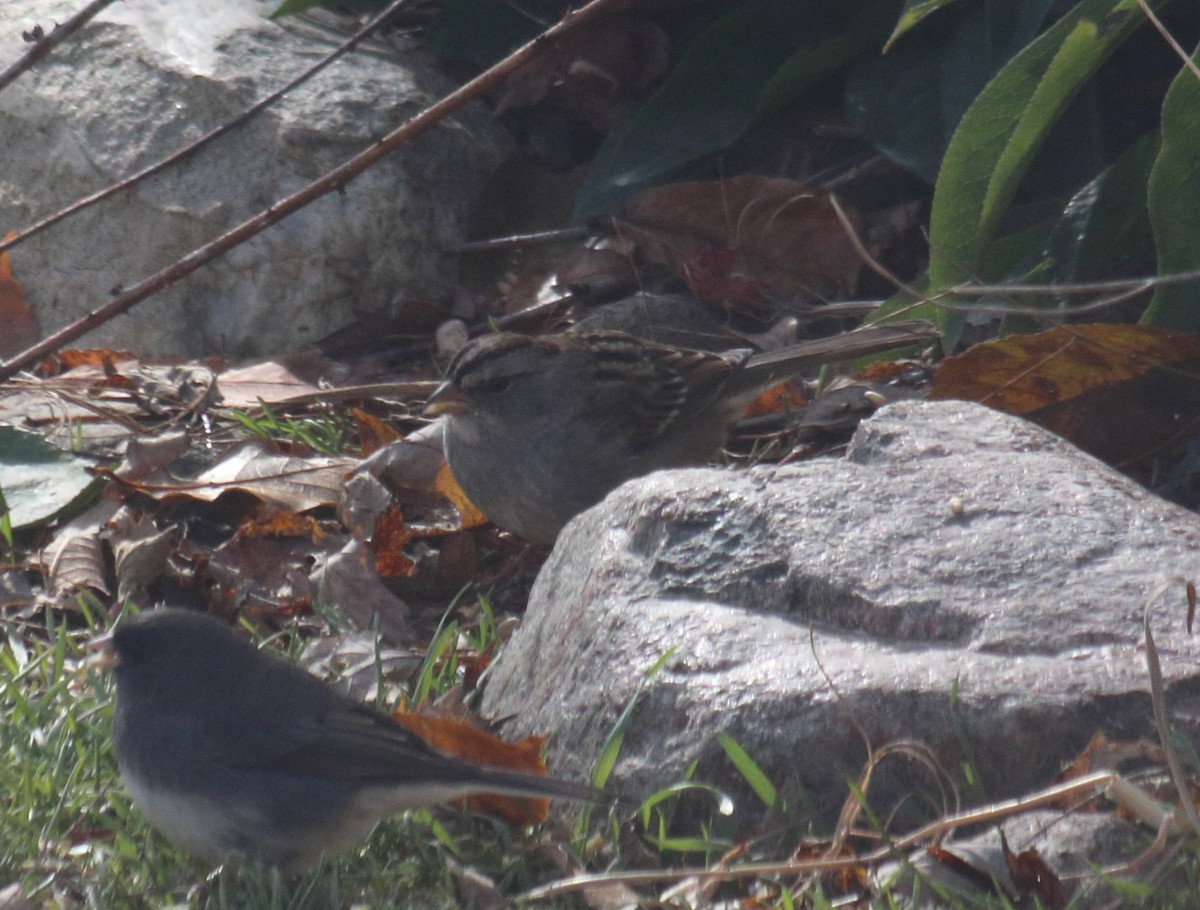 White-crowned x White-throated Sparrow (hybrid) - ML124742331